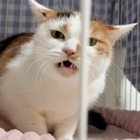 カメラを見て小さく口を開ける猫