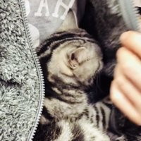 パパの胸に抱かれるアメリカンショートヘア