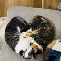 一緒に寝るサバ白猫と三毛猫