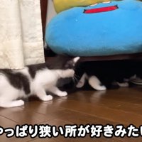 棚の下に入る子猫