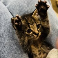 投稿主さんの真似をして万歳する子猫