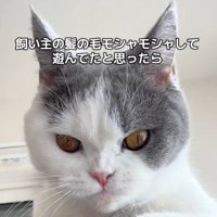 飼い主の頭の上で髪の毛で遊ぶ猫