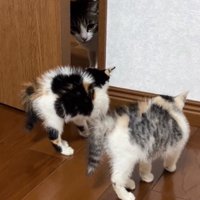鳴く猫