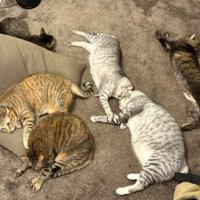 室内にいる猫たち