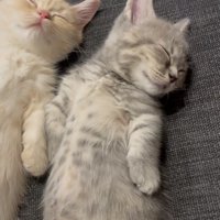 ソファで眠る2匹のマンチカン
