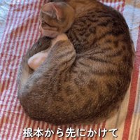 猫の耳を指で摘まむ飼い主