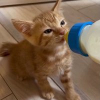 ミルクを飲む子猫