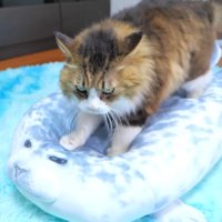 ふみふみのアップ