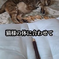 猫の体の長さを測る