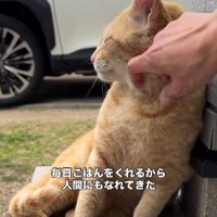 なでられる猫