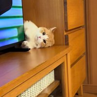 テレビ裏へ隠れようとする子猫