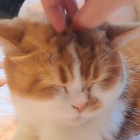 飼い主さんが手を離す