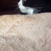 毛布の隙間から見える猫の横顔