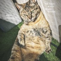 雑誌の表紙風の猫