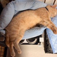 ペットベッドで横になる茶トラの様子