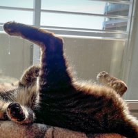 寝っ転がるキジトラ猫の足