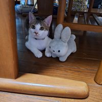 テーブルの下でぬいぐるみと並んで座る猫
