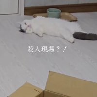 仰向けになって空中を見つめる猫