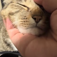 飼い主に片手で顔を撫でられて目を瞑っている猫
