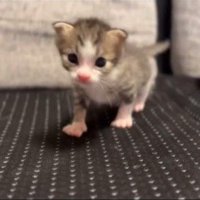 歩く子猫