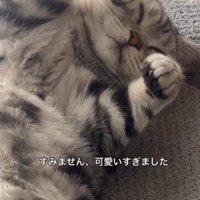 絨毯の上で寝ている猫