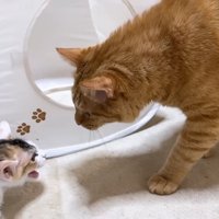 子猫に近づく成猫