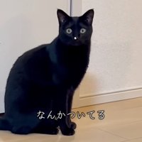 こっちを向く猫