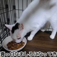 テロップ「本来の真っ白な～」