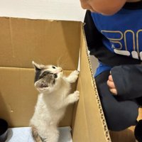 男の子を見る子猫