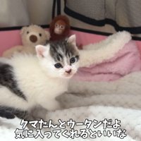 テロップ「クマたんとウータンだよ～」