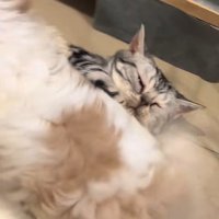 猫を押し倒す犬