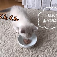 ごはんを嗅ぐ猫