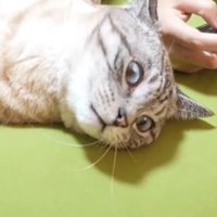 衝撃顔の猫のアップ