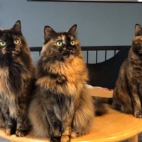 じっと左斜め方向を見つめるサビ猫3匹