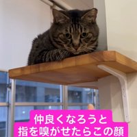 差し出された指を見下ろしている猫