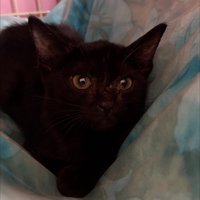 ハンモックに乗る子猫