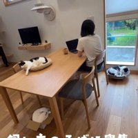 イスに座る人と周りにいる猫たち