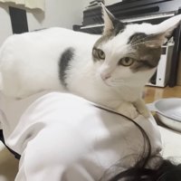 お顔を左に向けた猫ちゃん