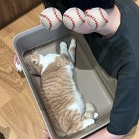 猫用トイレの中で伸びながら横になる猫の姿