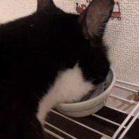 もぐもぐする猫