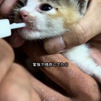 スポイトでミルクを飲む子猫