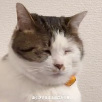 眠そうな猫
