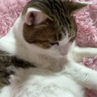 虚無顔の猫