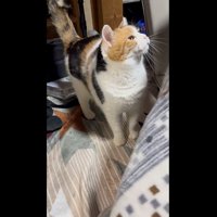 座椅子の横で待機するミケ