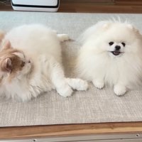 ポテチくんを見るレモンくん