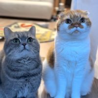 並んで座る2匹の猫