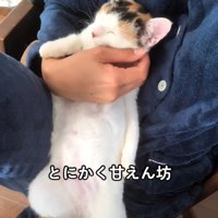抱っこされる猫