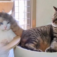 隣の猫のしっぽが頭に乗る猫