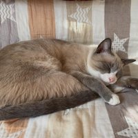丸くなって寝ている猫