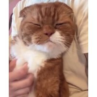 抱かれている猫